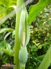 Foto vonAlocasia macrorrhizos
(Riesentaro)