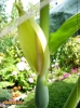 Foto 101 von Alocasia macrorrhizos