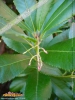 Foto vonArbutus unedo
(Erdbeerbaum)