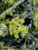 Foto vonBupleurum fruticosum
(Strauchiges Hasenohr)