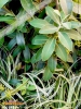 Foto vonBupleurum fruticosum
(Strauchiges Hasenohr)