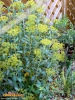 Foto 113 von Bupleurum fruticosum