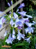 Foto vonAgapanthus africanus
(Afrikanische Schmucklilie)