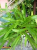 Foto vonAgapanthus africanus
(Afrikanische Schmucklilie)