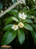 Foto vonChoisya ternata
(Mexikanische Orangenblüte)
