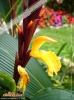 Foto vonCautleya spicata:
Foto ansehen