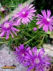 Foto vonDelosperma cooperi
(Oranje-Mittagsblume)