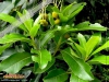 Foto vonArbutus canariensis
(Kanarischer Erdbeerbaum)