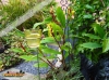 Foto vonCautleya spicata:
Foto ansehen