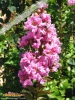Foto vonLagerstroemia indica
(Kreppmyrte)