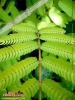 Foto vonAlbizia julibrissin
(Schlafbaum)