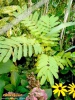 Foto 171 von Albizia julibrissin