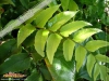 Foto vonCyrtomium fortunei
(Fortune Sichelfarn)