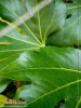 Foto vonFatsia japonica
(Zimmeraralie)
