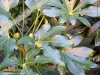 Foto von Zimmeraralie (Fatsia japonica)