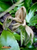 Foto 193 von Fatsia japonica