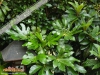 Foto 195 von Fatsia japonica