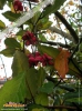 Foto von Gewöhnliches Pfaffenhütchen (Euonymus europaeus)