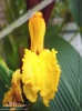 Foto vonCautleya spicata:
Foto ansehen