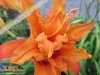 Foto vonHemerocallis fulva var. kwanso
(Gefüllte Gelbrote Taglilie)