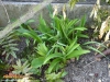 Foto 207 von Hemerocallis fulva </i>var.<i> kwanso