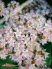 Foto vonHylotelephium spectabile
(Prächtige Fetthenne)