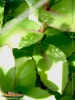 Foto vonHylotelephium spectabile
(Prächtige Fetthenne)