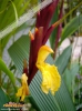 Foto 21 von Cautleya spicata