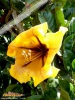 Foto von Üppiger Goldkelch (Solandra maxima)