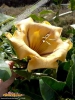 Foto vonSolandra maxima
(Üppiger Goldkelch)
