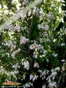 Foto vonErica arborea
(Baumheide)
