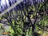 Foto vonErica arborea
(Baumheide)