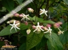 Foto vonClerodendrum trichotomum
(Japanischer Losbaum)