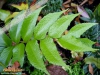 Foto vonCyrtomium falcatum
(Mondsichelfarn)