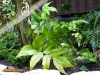 Foto vonCyrtomium falcatum
(Mondsichelfarn)