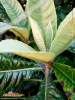 Foto vonEriobotrya japonica
(Japanische Wollmispel)