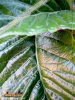Foto vonEriobotrya japonica
(Japanische Wollmispel)