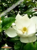 Foto vonMagnolia grandiflora
(Immergrüne Magnolie)