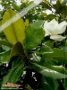 Foto 277 von Magnolia grandiflora