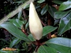 Foto vonMagnolia grandiflora
(Immergrüne Magnolie)