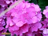 Foto vonHydrangea macrophylla
(Gartenhortensie)
