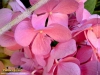 Foto vonHydrangea macrophylla
(Gartenhortensie)