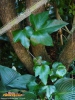 Foto vonHedera canariensis
(Kanaren-Efeu)