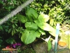 Foto 299 von Hosta </i> 