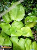 Foto 301 von Hosta </i> 