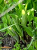 Foto 303 von Hosta </i> 