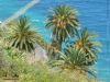 Foto vonPhoenix canariensis
(Kanarische Dattelpalme)