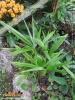 Foto vonTrachycarpus fortunei
(Chinesische Hanfpalme)