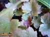 Foto vonSaxifraga fortunei 