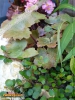 Foto vonSaxifraga fortunei 